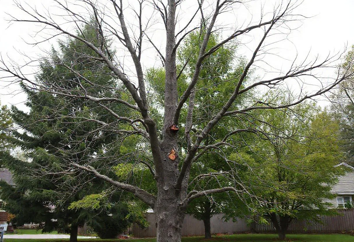 Emerald Ash Borer in Indiana: Ash Tree Removal Guide, professional tree service in Resources, Indiana